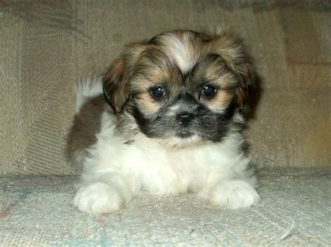 Shih Tzu Yorkie Mix Puppies