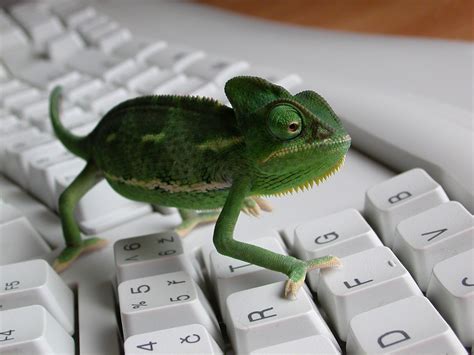 keyboards, Reptiles, Iguana Wallpapers HD / Desktop and Mobile Backgrounds