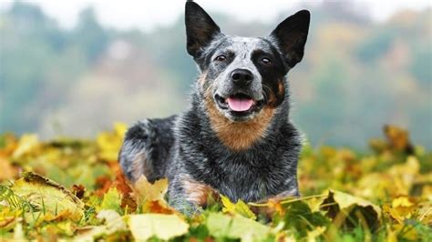 Australian Cattle Dog Blue Heeler Puppy Full Length, 54% OFF