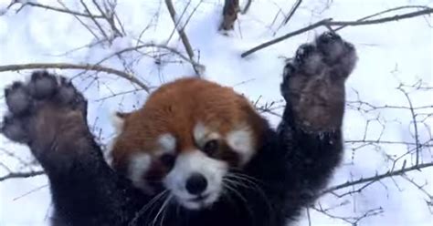 These Red Pandas Playing In The Snow Will Make Your Day | HuffPost UK