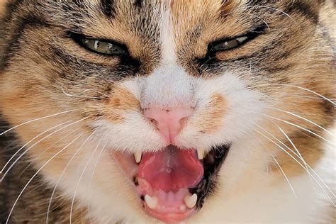 What Do Black Spots On Your Cat's Gums Mean? (4 Possible Causes) - PetsBeam.com