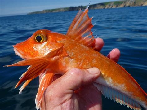 Red gurnard - Alchetron, The Free Social Encyclopedia