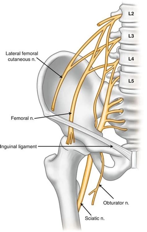 Lumbosacral Plexus E-Anatomy IMAIOS, 45% OFF