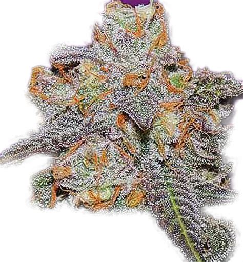 Cherry kush - Phil's Seed Bank