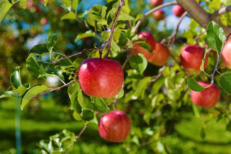 《青森りんご》とは？日本一のりんご王国・青森県で生産されるりんごの魅力 | PrettyOnline