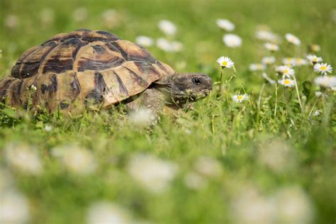 Greek Tortoise Care Guide & Info » Petsoid