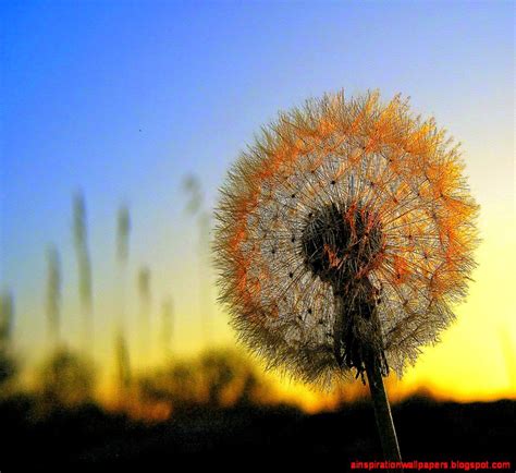 Dandelion Desktop Wallpaper - WallpaperSafari