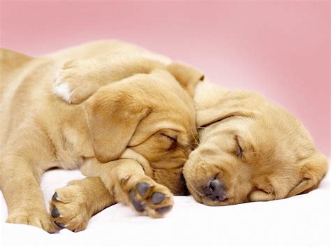 Puppy Love Wallpapers - Top Free Puppy Love Backgrounds - WallpaperAccess