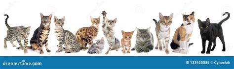 Group of cats stock image. Image of black, tricolor - 133435555