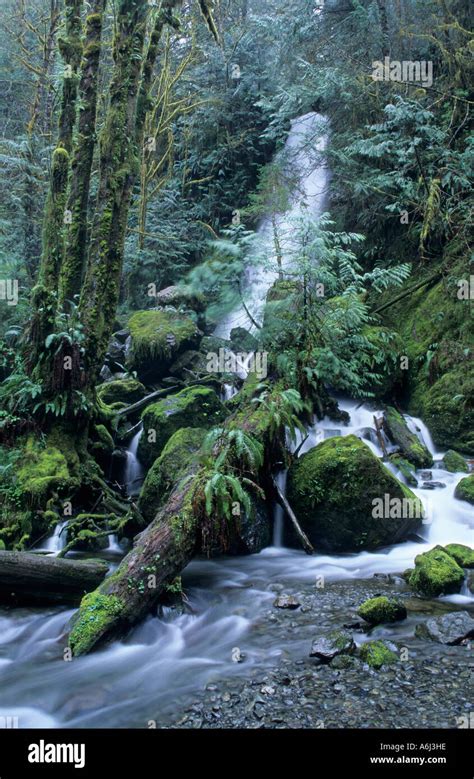 Waterfall on Olympic Peninsula, Washington State, USA Stock Photo - Alamy