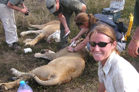 Work with Lion Conservationists