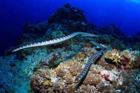 Sea Snakes Can’t Lay Eggs, So How Do They Have Babies? | Oviparous animals, Sea snake, Snake