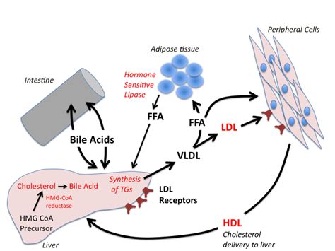 Lipid Metabolism Disorder