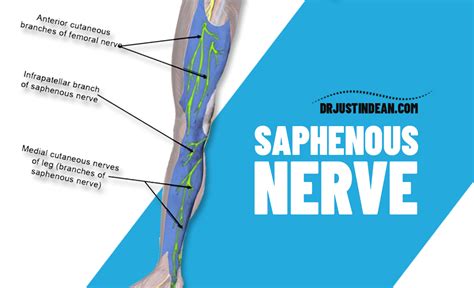 Saphenous Nerve Entrapment - Dr. Justin Dean