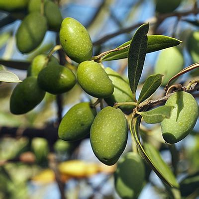 Olea europaea 'Picholine' - Olive - [Fall Citrus Pre-Order] - Oleaceae ...