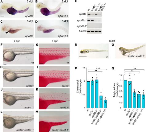 Figure 1 from Zebrafish mutants provide insights into Apolipoprotein B functions during ...