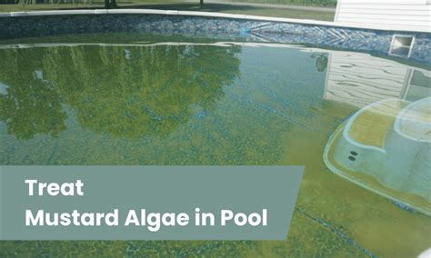 Mustard Algae in Pool: A Comprehensive Guide to Prevention, Treatment, and Removal - Jam Pool ...