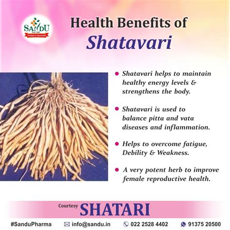 Health Benefits of Shatavari | Healthy energy, Health, Reproductive health