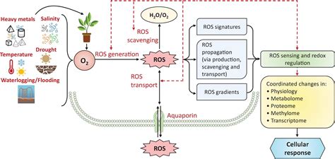 Frontiers | Plant hormones and neurotransmitter interactions mediate antioxidant defenses under ...