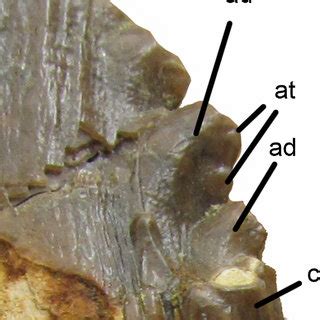 (PDF) Basilotritus (Cetacea: Pelagiceti) from the Eocene of Nagornoye ...