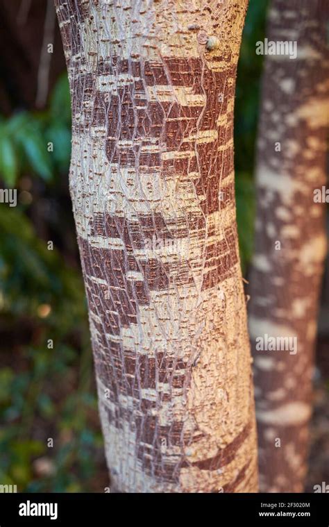 Broussonetia papyrifera textured bark Stock Photo - Alamy