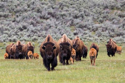 'Red dogs' arrive in Yellowstone