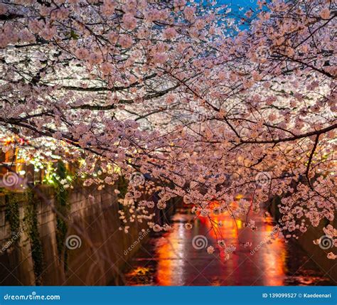 Meguro Sakura (Cherry Blossom) Festival Stock Image - Image of meguro ...