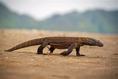 Varan de Komodo Varanus komodoensis | Komodo Dragon www.matt… | Flickr