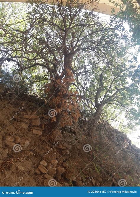 Troy - history stock image. Image of tree, history, wall - 228641157