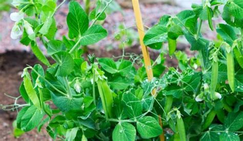 Pea plant: Tips to plant, grow and care for it