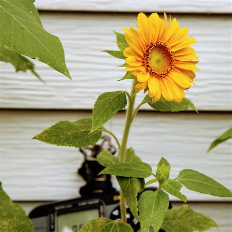 Sunflower Leaves – Identifying Sunflower Leaf Problems - Bunny's Garden