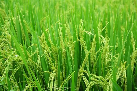 green rice plant field free image | Peakpx