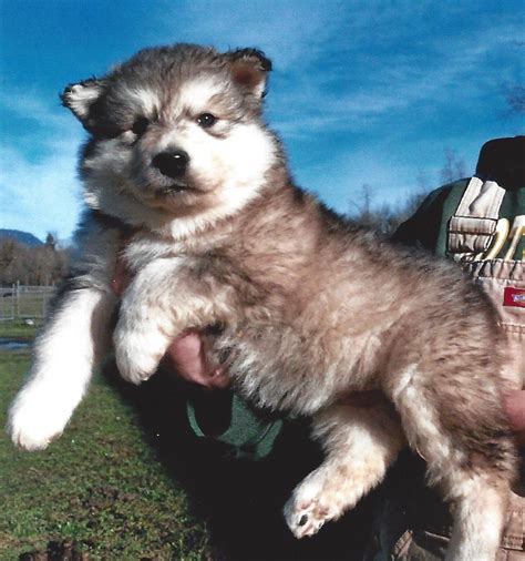 How Much Is Giant Alaskan Malamute