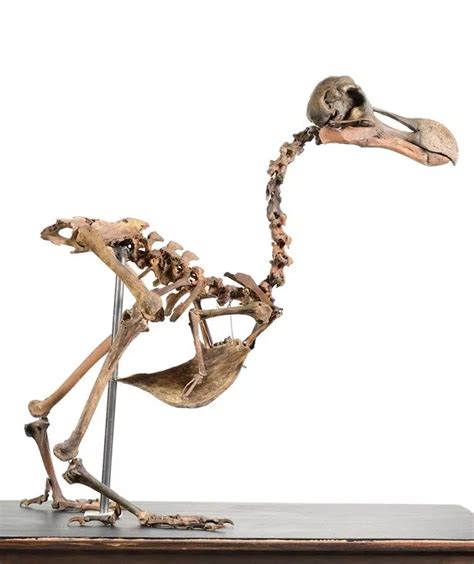 First dodo skeleton in 100 years to be sold at auction 354 years after ...