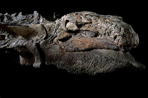 Nodosaur fossil so well-preserved it boggles minds – The History Blog