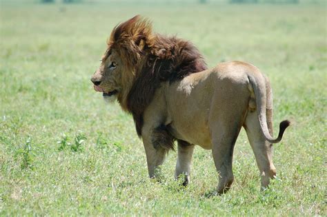 Masai Lion | Animals Wiki | Fandom