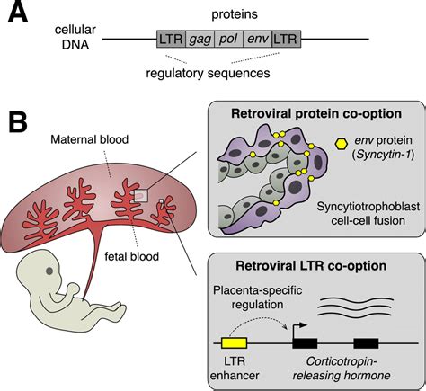 A) Schematic of an endogenous retrovirus upon integration in the host ...