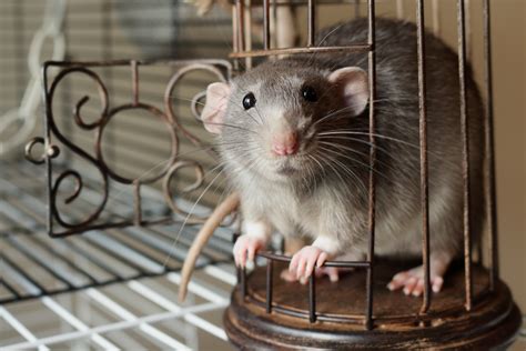 34 HQ Pictures Dumbo Pet Rats / Hairless Pet Rat Facts Lifespan And ...