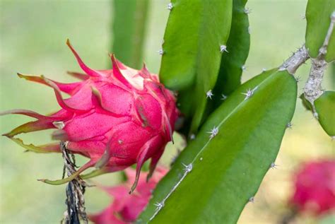 White Dragon Fruit Plant