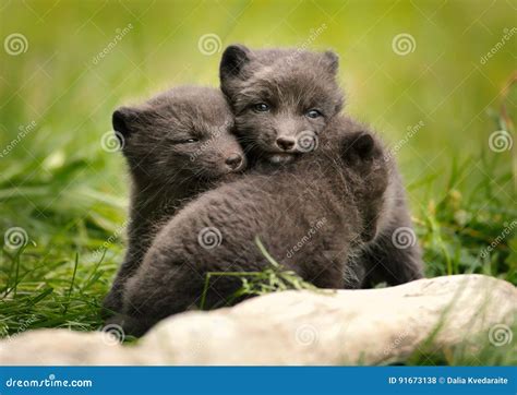 Arctic fox cubs playing stock photo. Image of nest, blue - 91673138