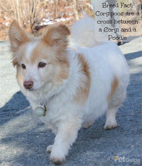 Corgipoo Dog Breed Health, Grooming, Feeding, Temperament and Puppies - PetGuide | PetGuide