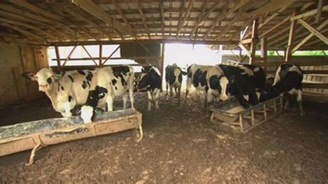 Dairy farms struggle in changing milk market