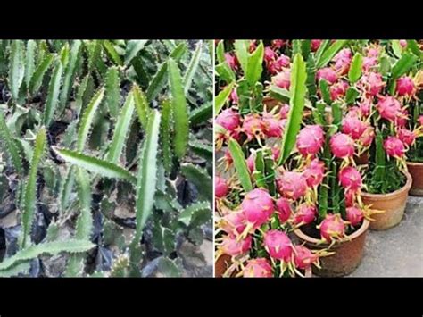 Dragon fruit plant propagation successful part 2....( part 1 in discription box) - YouTube