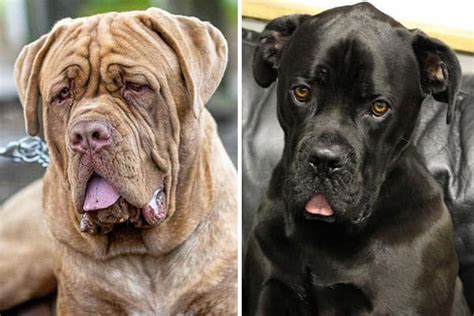 Cane Corso Neapolitan Mastiff Mix: Is It Your Ideal Pet Dog | Anything ...