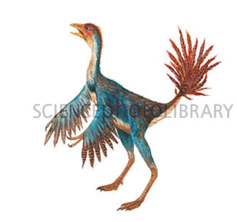 Caudipteryx - Cool Dino Facts Wiki