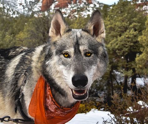 Wolf Dogs Vs. Wolf Hybrids: What's The Difference? | Living Tiny With A Wolf