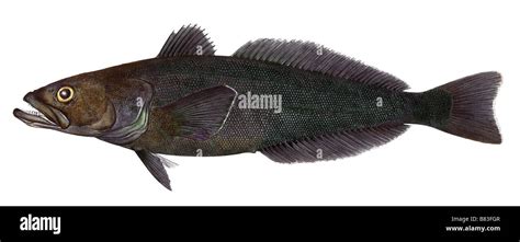 Patagonian Toothfish, Chilean Sea Bass (Dissostichus eleginoides), drawing Stock Photo - Alamy