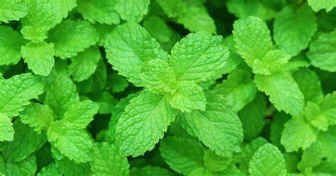 Home & Living Mint plant live fresh 4” pot Outdoor & Gardening Indoor ...