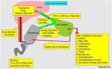 Urine Bile Salts and Bile Acid Metabolism