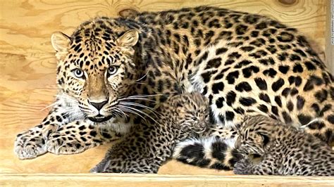 A litter of critically endangered Amur leopard cubs were born at the Saint Louis Zoo - CNN